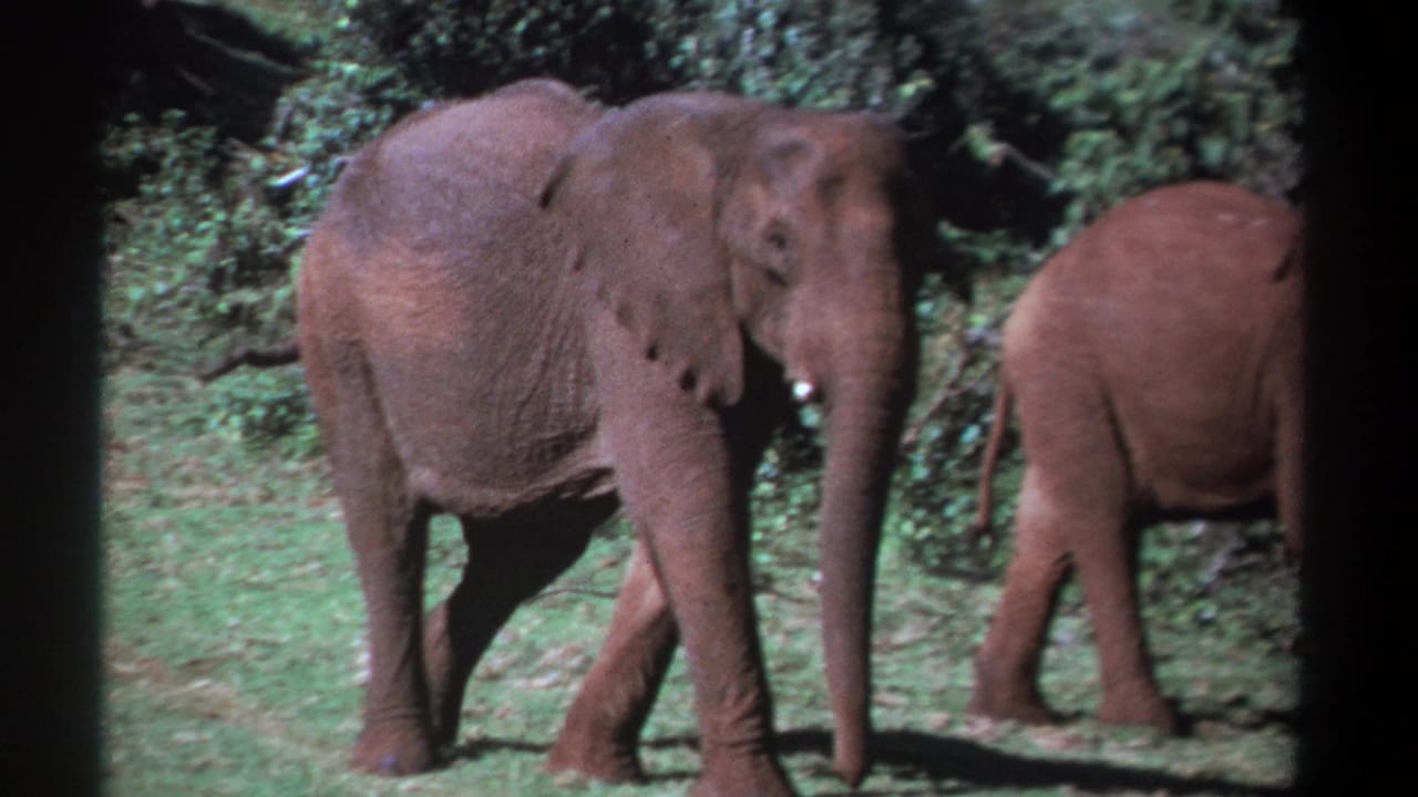 1969 Kenya 8mm frame of a tusked elephant walking beside another elephant near dense green trees.