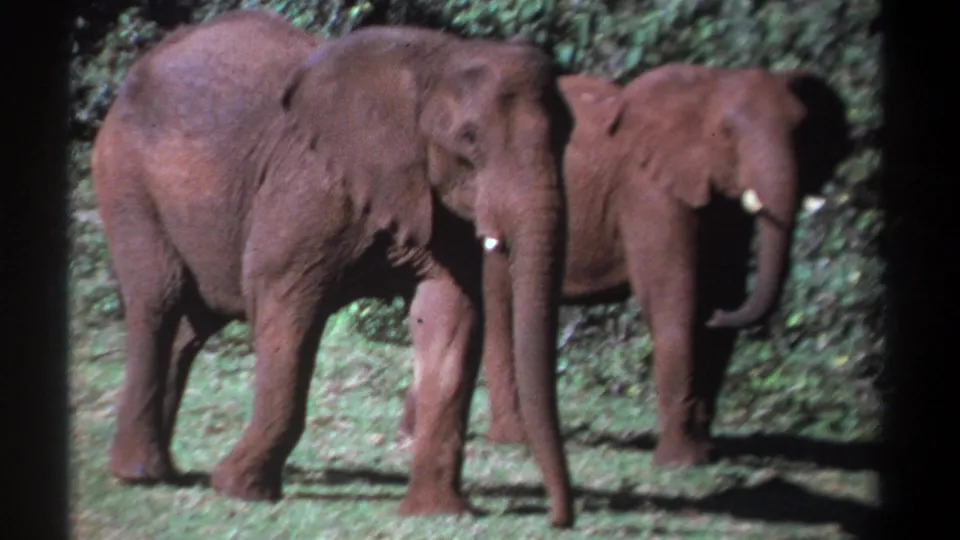 1969 Kenya 8mm frame showing two elephants close together in a grassy clearing before dense vegetation.