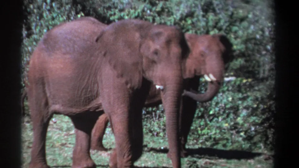 1969 Kenya 8mm frame of a large elephant foregrounded near a forest edge, with another tusked elephant behind it.