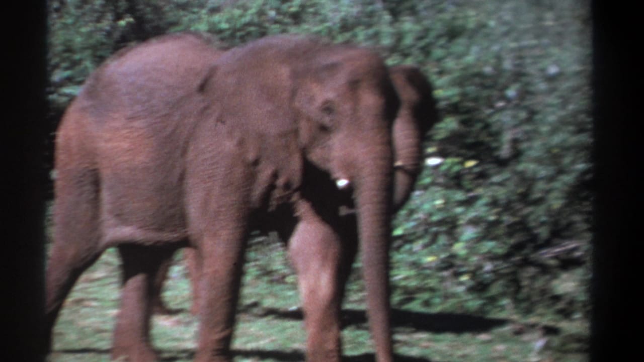 1969 Kenya 8mm frame showing an elephant moving through forest vegetation, with a second elephant partly visible behind it.