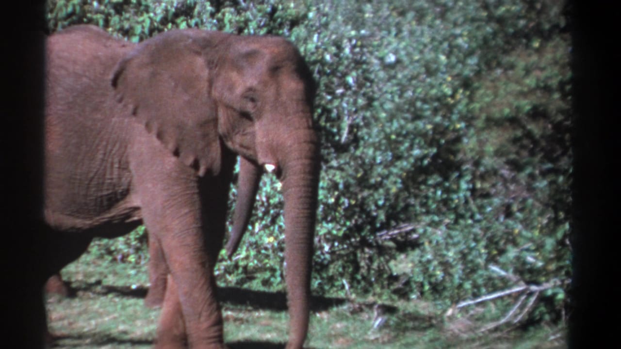 1969 Kenya wildlife frame with a side view of an elephant walking past dense forest growth on faded 8mm film.