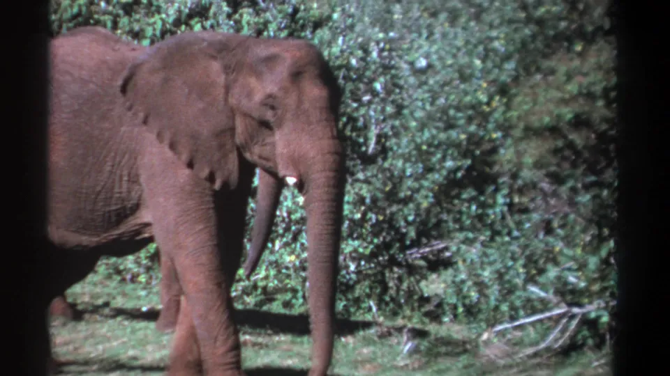 1969 Kenya wildlife frame with a side view of an elephant walking past dense forest growth on faded 8mm film.