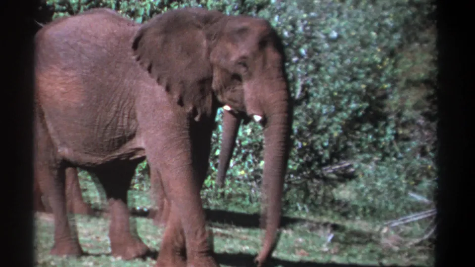 1969 Kenya 8mm frame showing an elephant near green bushes, its trunk hanging low and tusks visible.