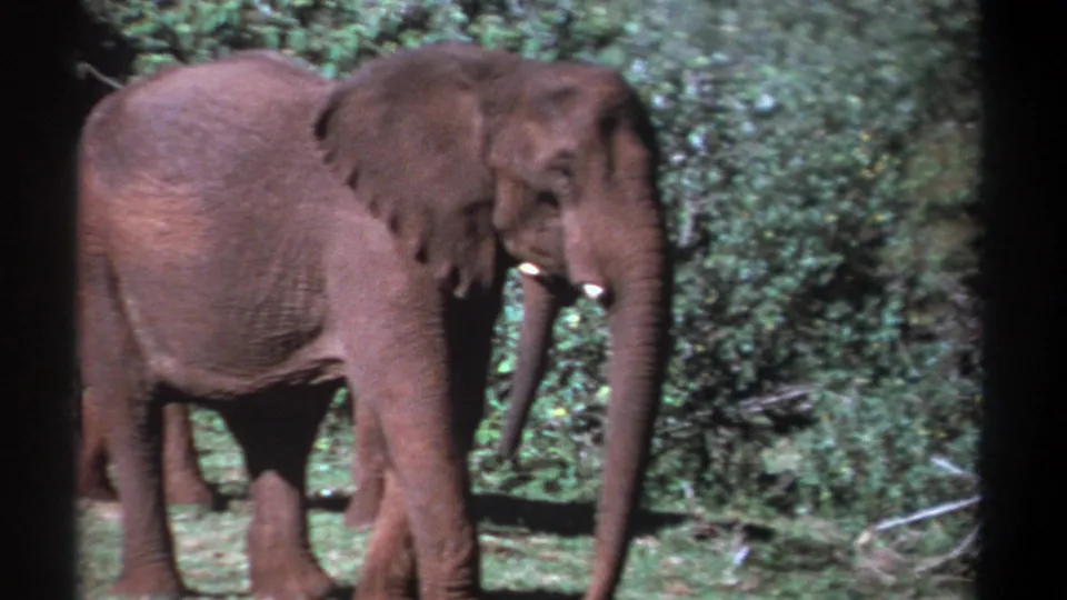 1969 Kenya home-movie frame of an elephant walking in profile through a green forest setting, with grain and soft focus.