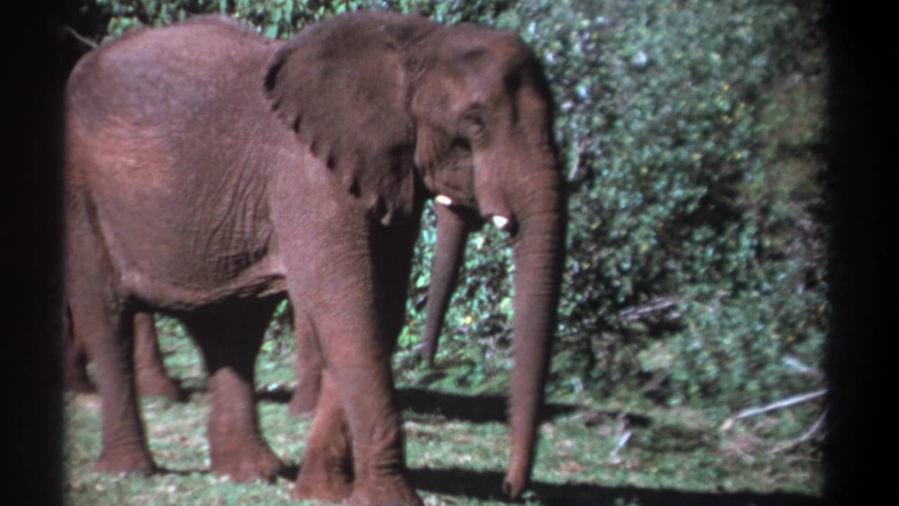 1969 Kenya 8mm frame showing two elephants in profile in a grassy clearing with dense foliage behind them.