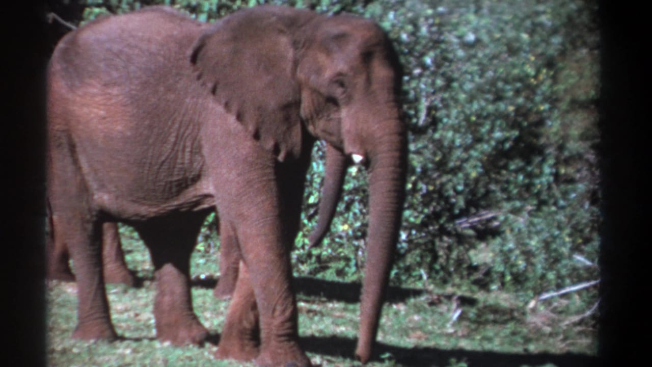 Elephants standing in profile with grass and leafy brush behind them.