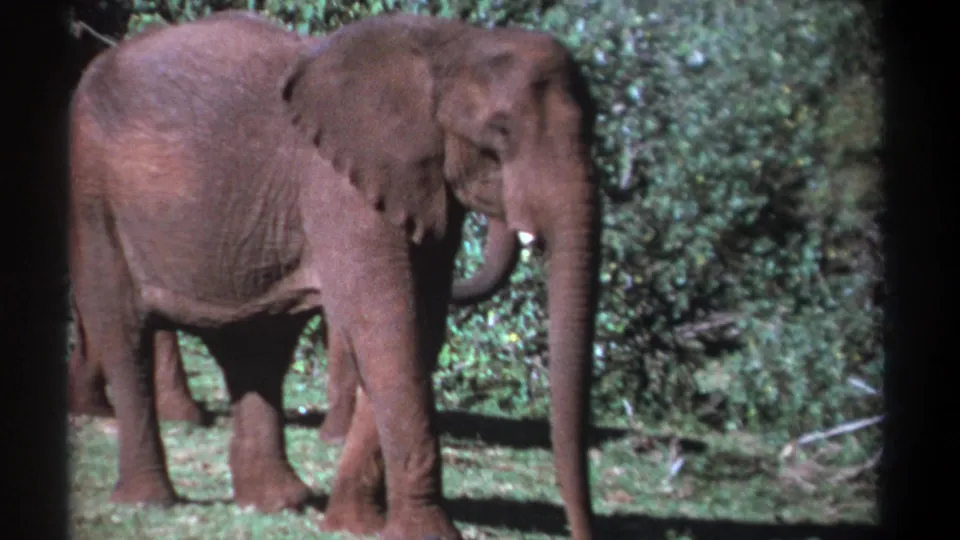 1969 Kenya 8mm still showing elephants close together, with one trunk slightly curled before dense vegetation.