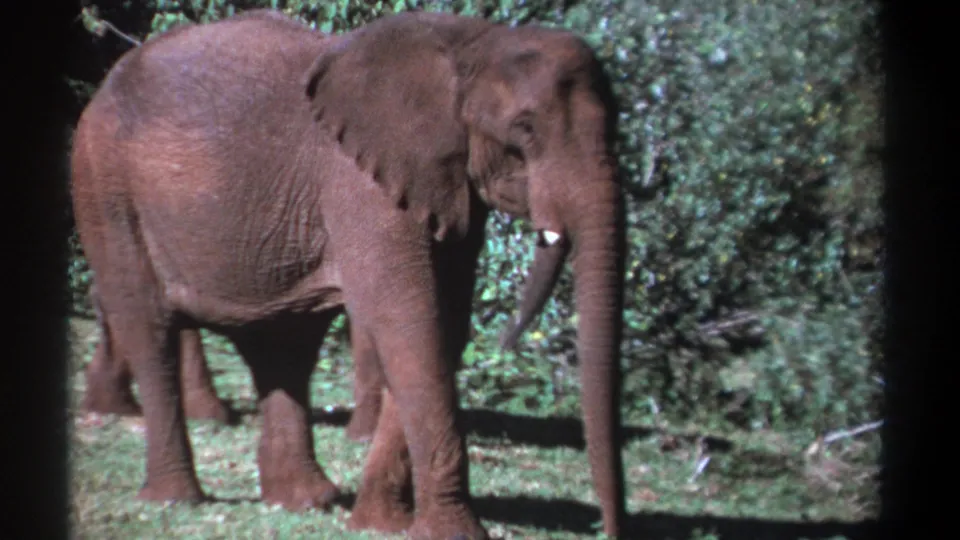 1969 Kenya 8mm frame of elephants standing beside dense green foliage, with visible grain and dark frame edges.