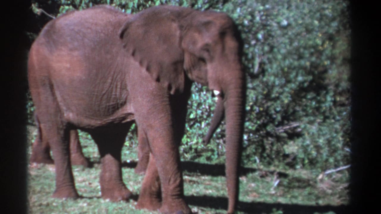 1969 Kenya 8mm frame showing an adult elephant in profile near dense green vegetation and grass.