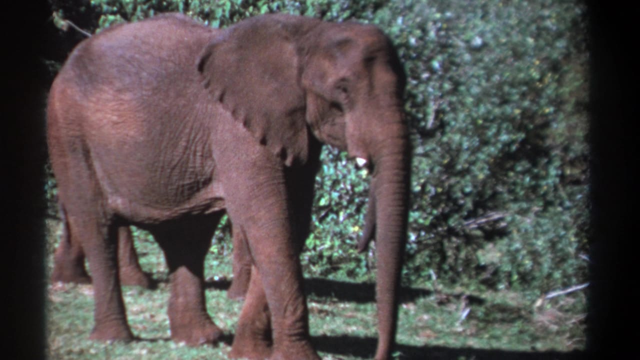 Adult elephant in profile near shrubs with dark film borders at the sides.
