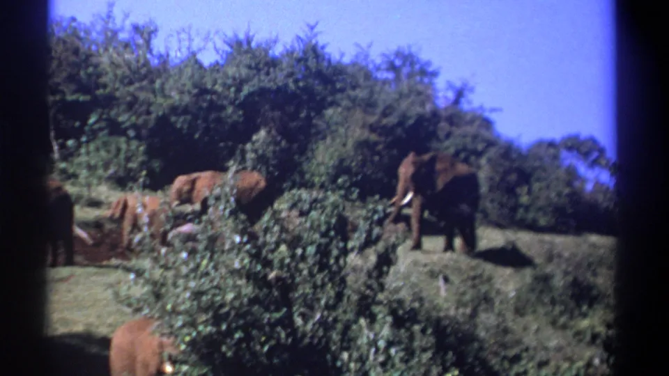 1969 Kenya archival frame showing several elephants on a grassy hillside bordered by dense vegetation.