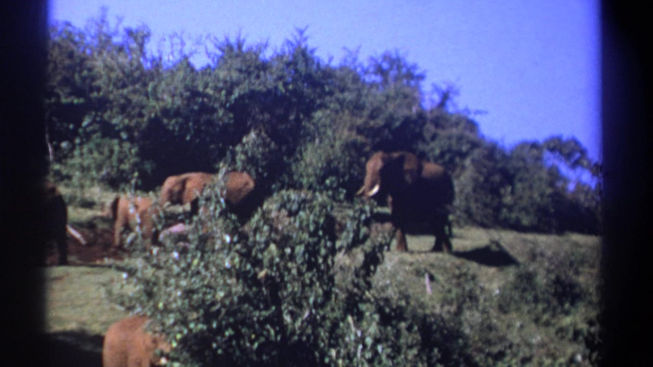 1969 Kenya 8mm frame showing elephants on a sunlit grassy slope with shrubs and dark film-gate edges.