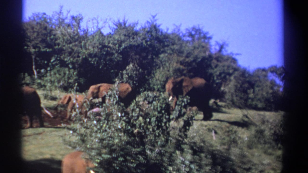 Elephants stand and walk near bushes on an open hillside.