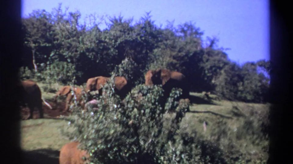 1969 Kenya home-movie frame showing elephants partly obscured by foreground bushes on a sunny grassy slope.