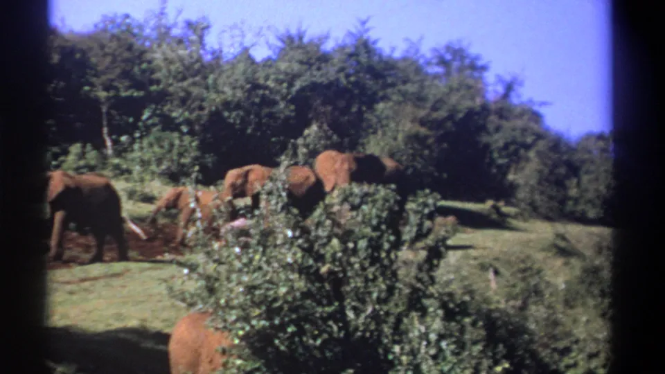 1969 Kenya 8mm frame showing elephants moving behind shrubs on a grassy rise, with blue sky and scanned film edges visible.