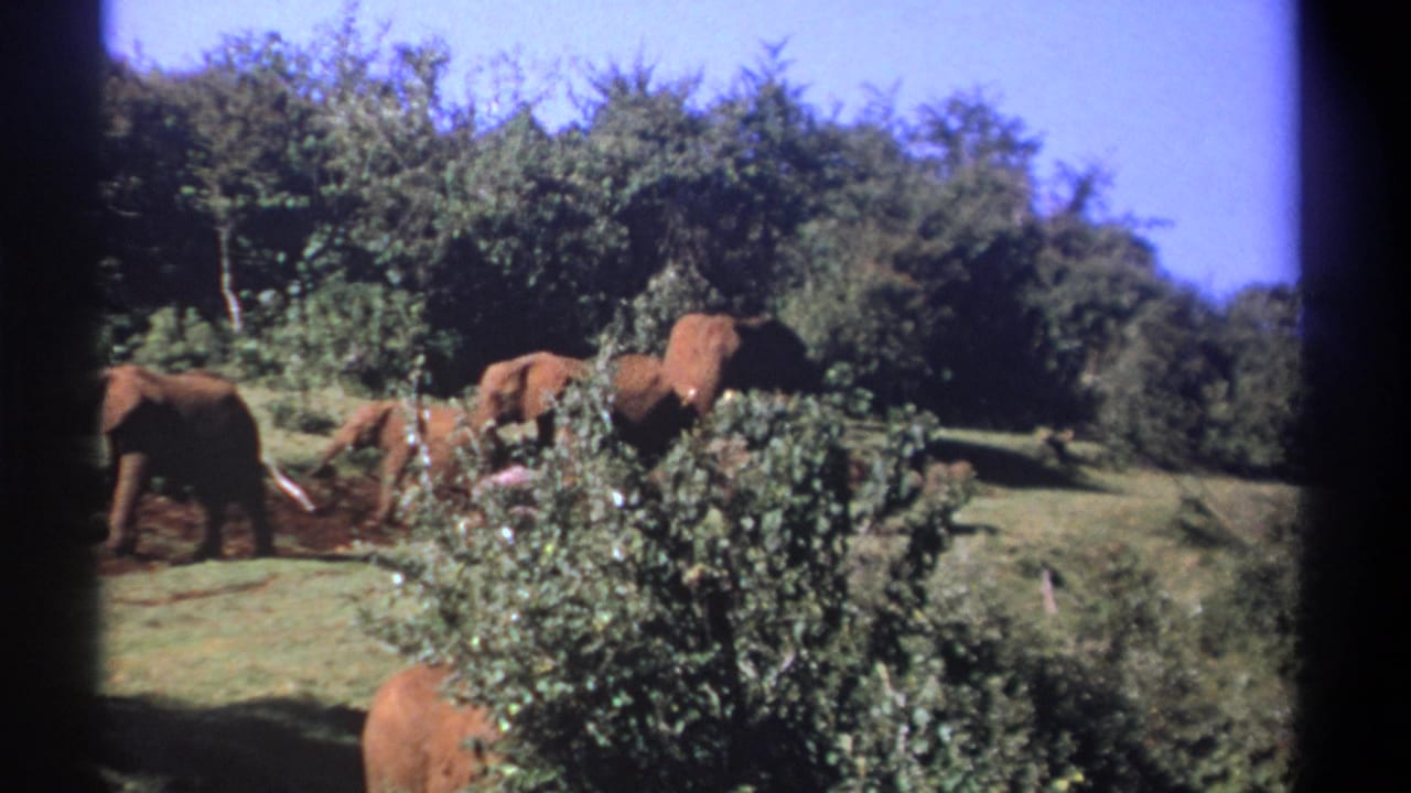 1969 Kenya 8mm frame showing several elephants, including smaller animals, crossing a sunlit clearing near dense green trees.