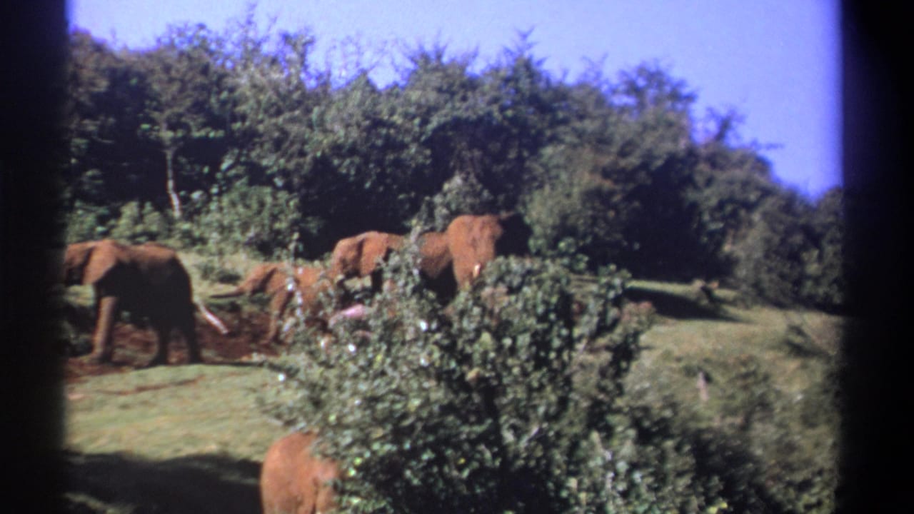 A small herd of elephants stands and moves near shrubs and trees.