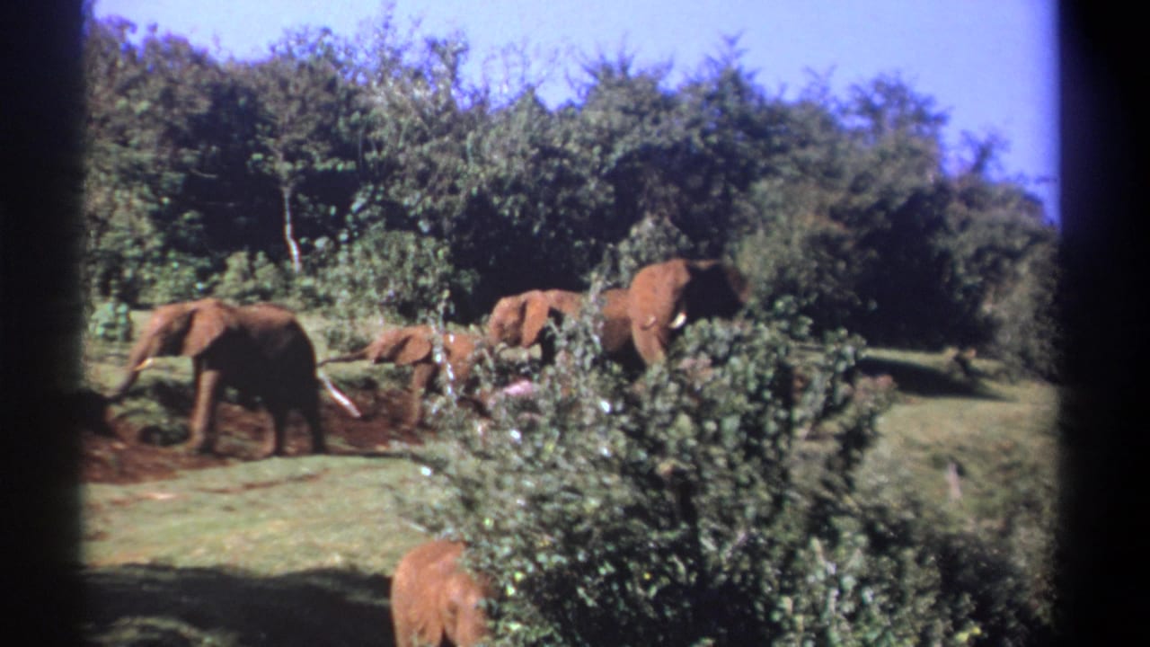 1969 Kenya 8mm frame showing elephants moving across open grass with dark soil patches, foreground brush, and dense trees behind.