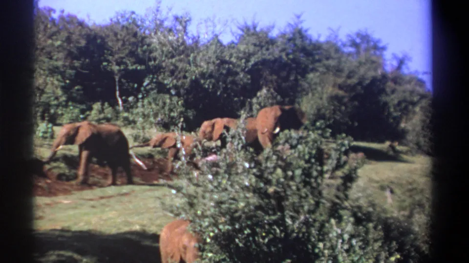 1969 Kenya 8mm frame showing elephants moving across open grass with dark soil patches, foreground brush, and dense trees behind.