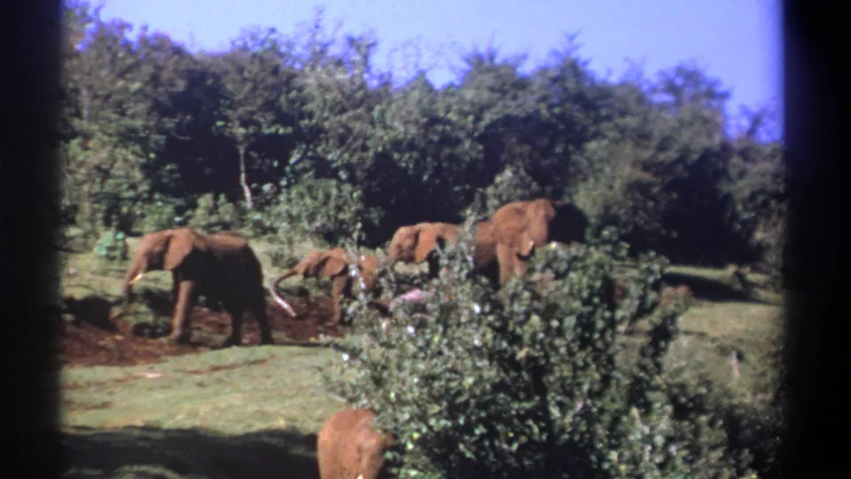 1969 Kenya 8mm frame with elephants spread across a clearing, partly hidden by foreground vegetation and framed by dark film borders.