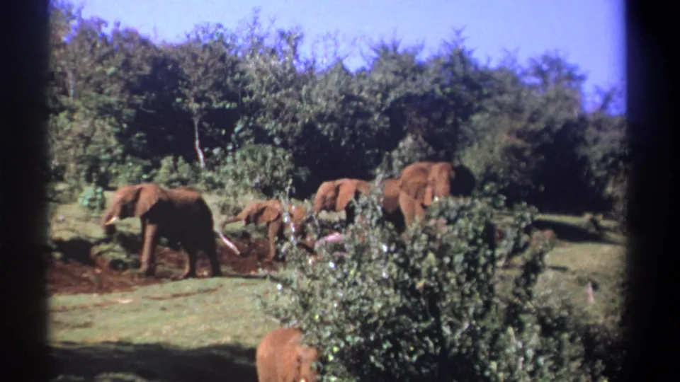 1969 Kenya 8mm frame showing elephants crossing reddish earth and grass near dense green trees.