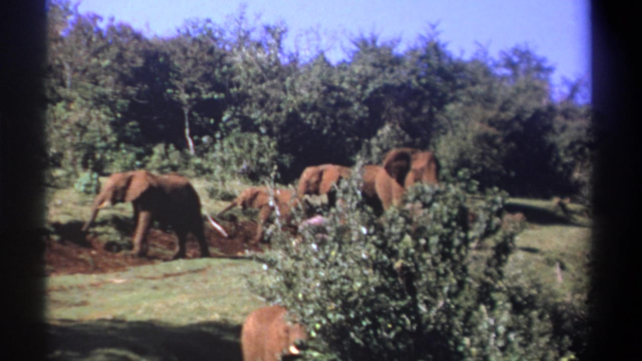 Elephants gather near a muddy patch in a wooded clearing.