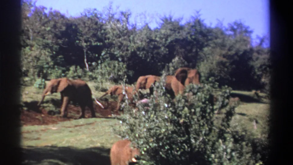 1969 Kenya home-movie frame of elephants near a muddy area, with trees and brush behind them.