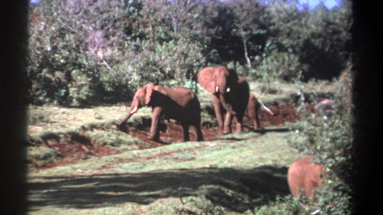 1969 Kenya 8mm frame with elephants in a sunlit clearing, partly framed by shrubs and dark scan edges.