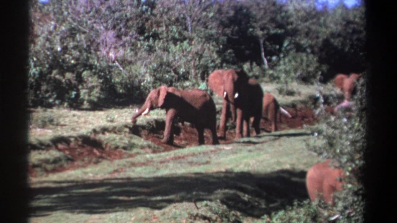 1969 Kenya wildlife frame showing elephants near a muddy clearing, with dense trees and partial foreground framing.
