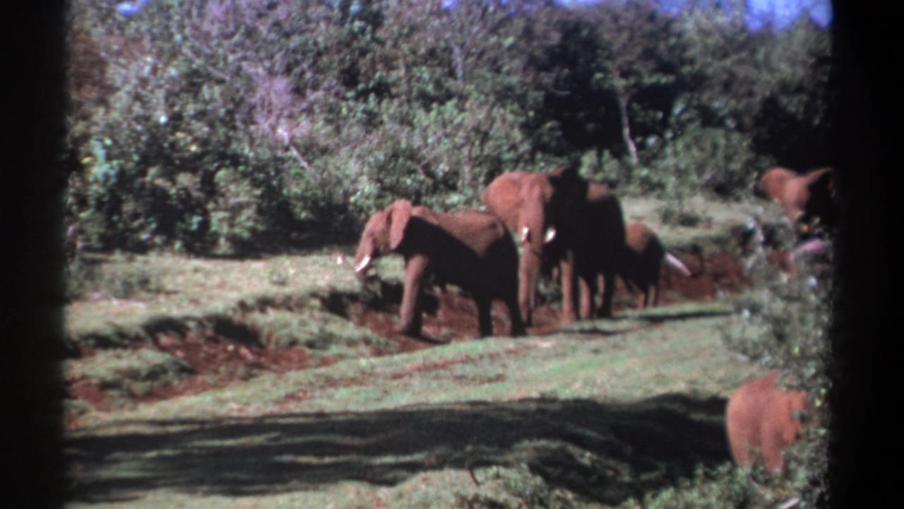 Kenya 1969 8mm frame showing elephants, including a young calf, moving near a grassy trail with shrubs and trees behind them.