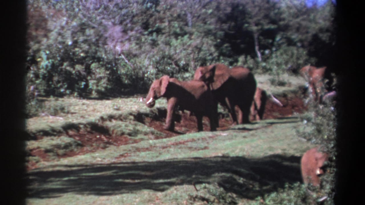 Kenya 1969 8mm frame with elephants standing and walking near a grassy trail, with dense vegetation in the background.
