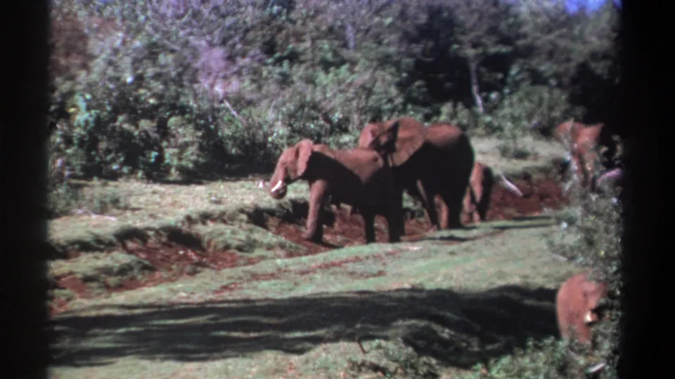 Kenya 1969 8mm frame with elephants standing and walking near a grassy trail, with dense vegetation in the background.