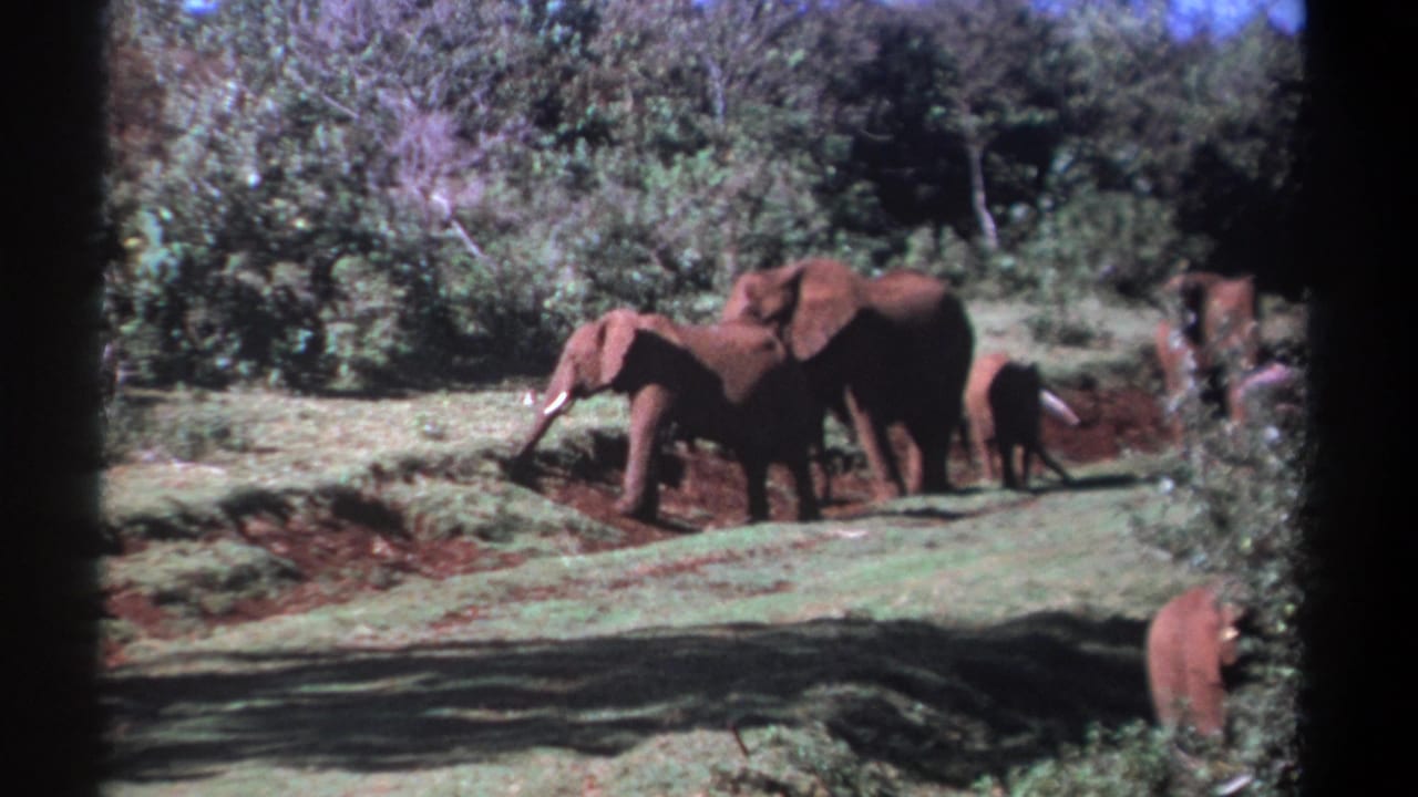 Kenya 1969 8mm frame showing elephants moving across grass and reddish earth, with shrubs, trees, and handheld home-movie framing.