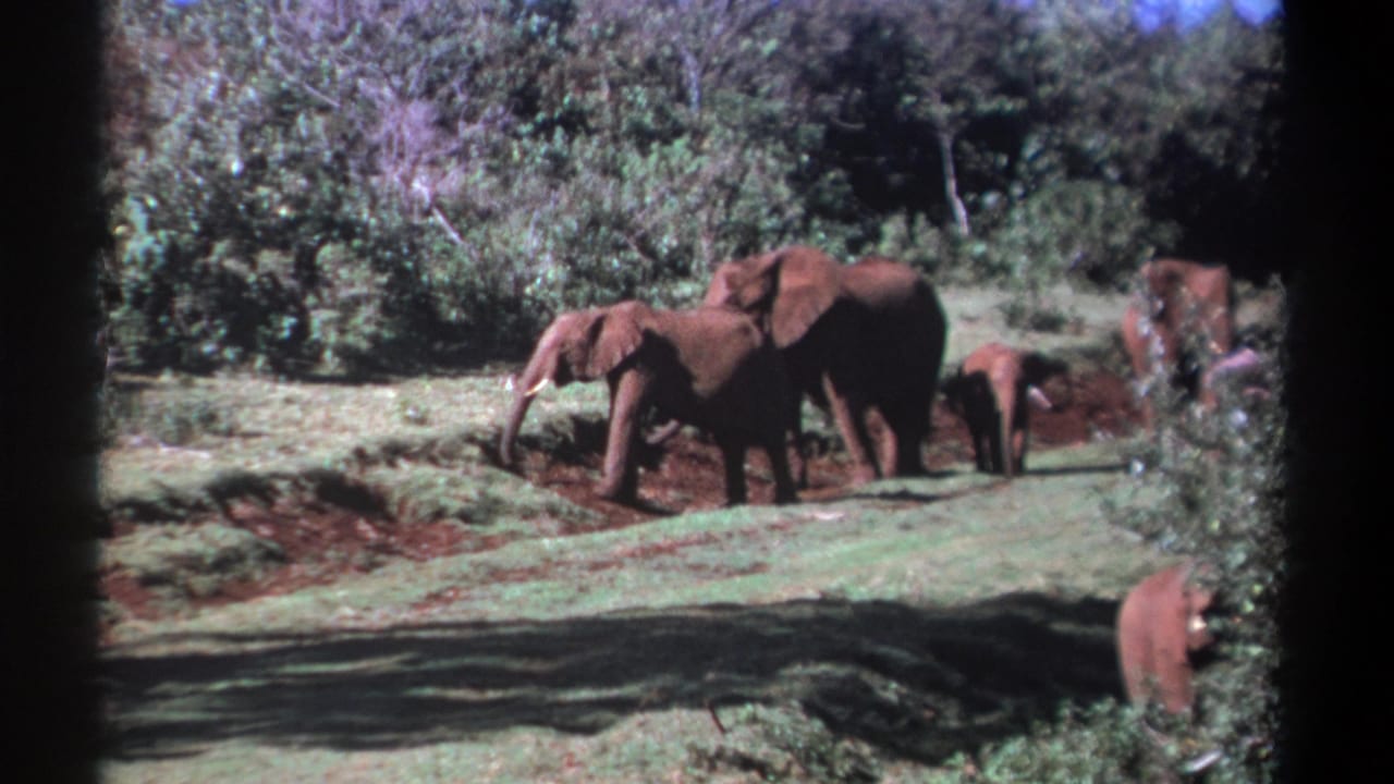 1969 Kenya 8mm footage shows adult elephants with calves gathered near reddish soil and green vegetation.