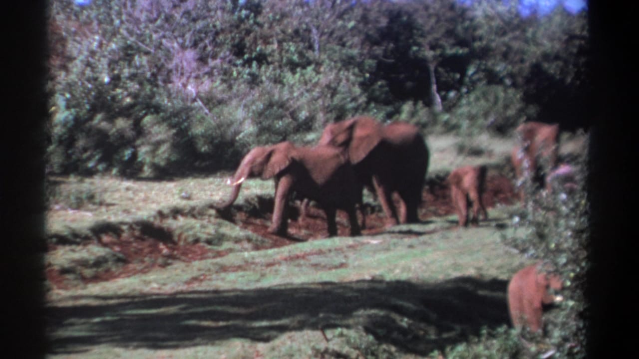 A tusked elephant leads several elephants and calves across grass near shrubs.
