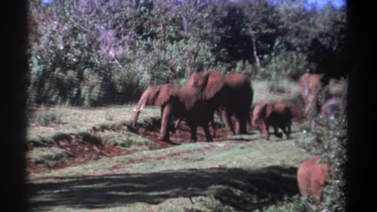 The elephant herd remains close together in a grassy Kenya clearing, with calves visible among the adults.