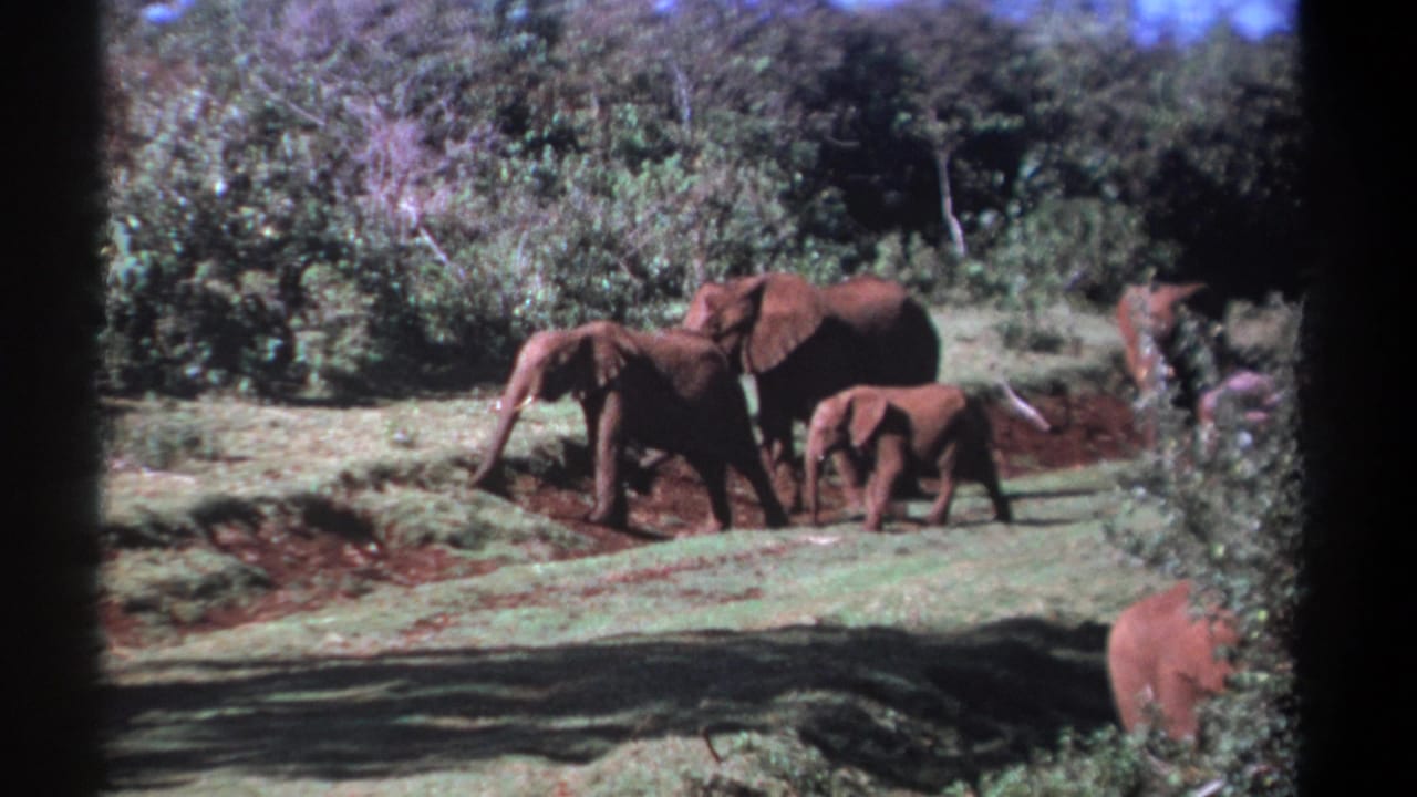 In the final frame, a tusked adult and several calves move together through the sunlit Kenyan vegetation.