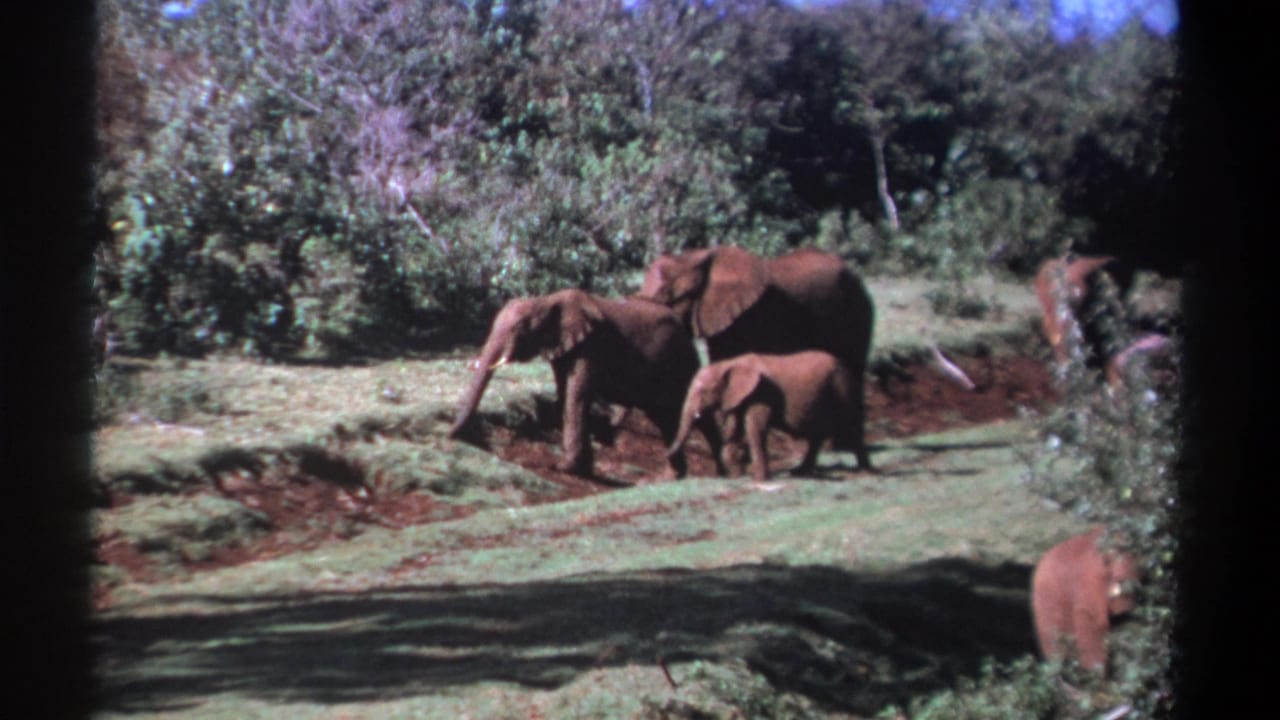 In 1969 Kenya 8mm footage, an adult elephant and calf move across grass near a muddy patch, with other elephants partly visible among trees.