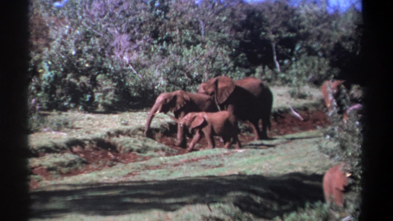 Elephants moving beside a muddy track in a wooded clearing.