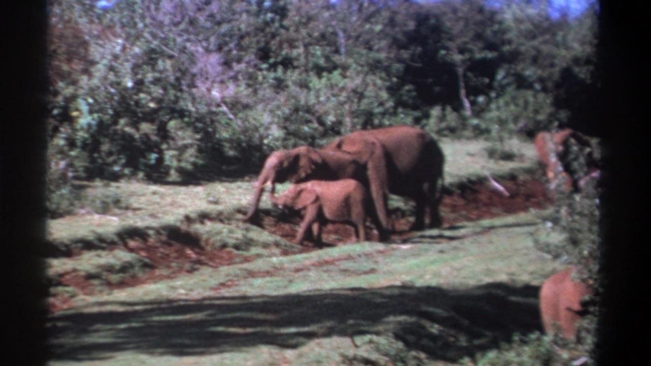 In this Kenya 1969 frame, a calf walks close to an adult elephant across grass and mud, while another elephant stands partly obscured in the background.