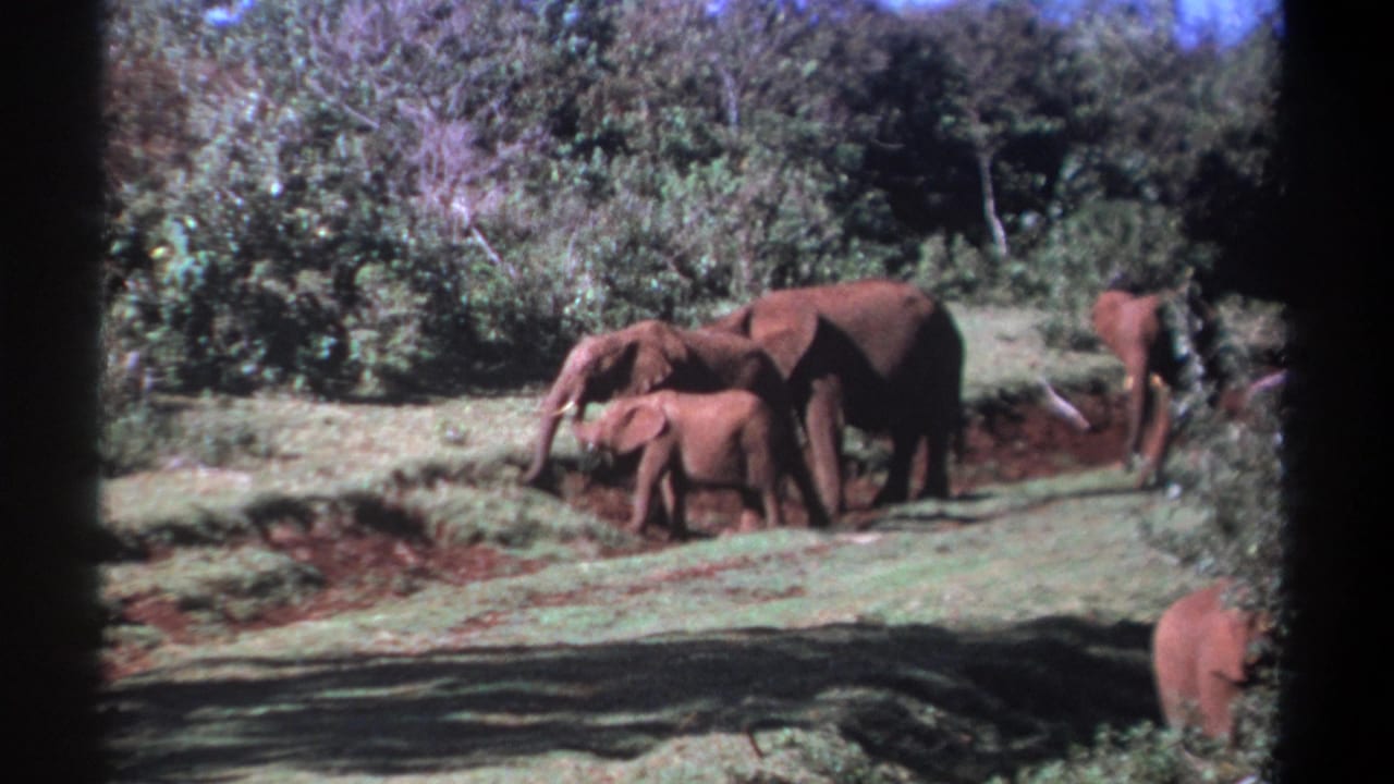 The final 1969 Kenya 8mm frame shows a calf and adult elephant moving through a forest clearing, with partial elephants at the frame edges.