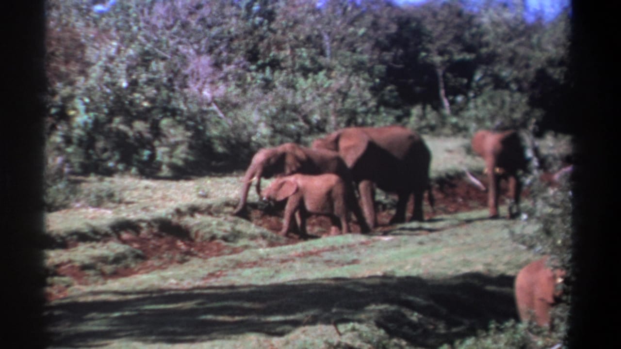 1969 Kenya 8mm frame showing adult elephants and a calf in a grassy clearing bordered by shrubs and reddish earth.