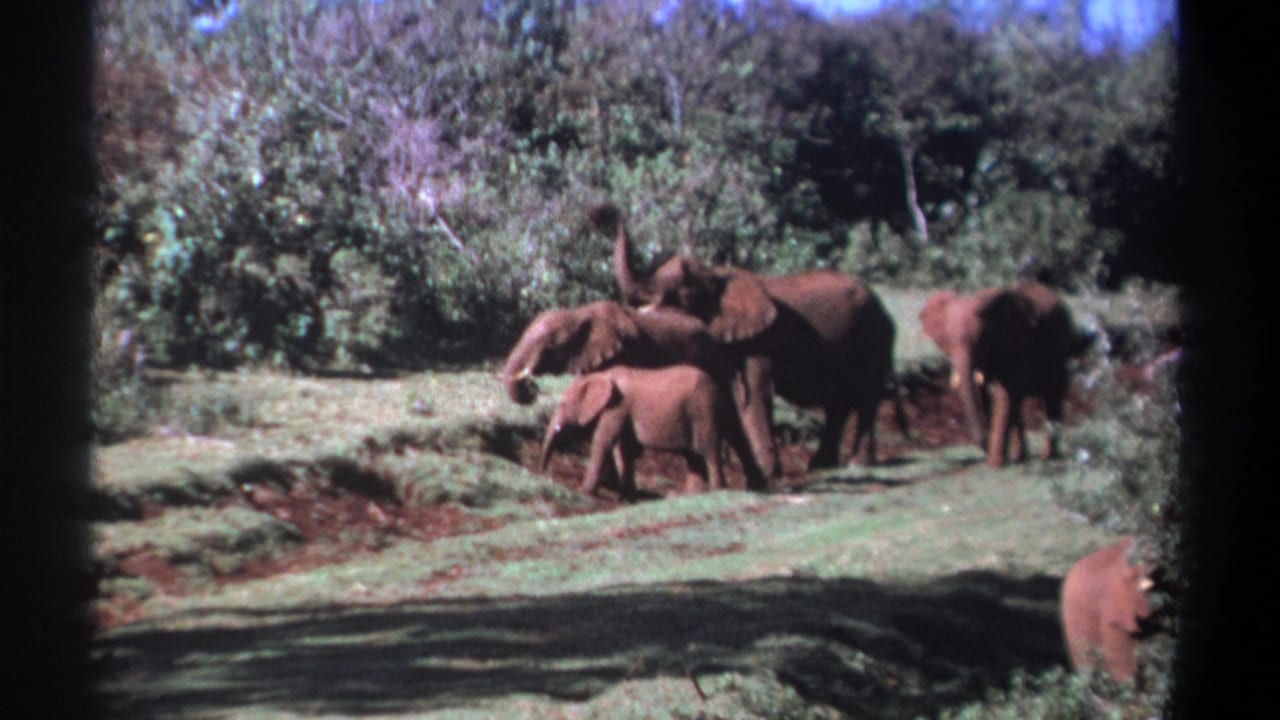 Elephant group with calf moving across grass near bushes under bright daylight.