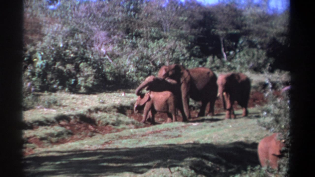 1969 Kenya 8mm frame showing several elephants grouped around a calf, filmed from a distant visitor viewpoint.