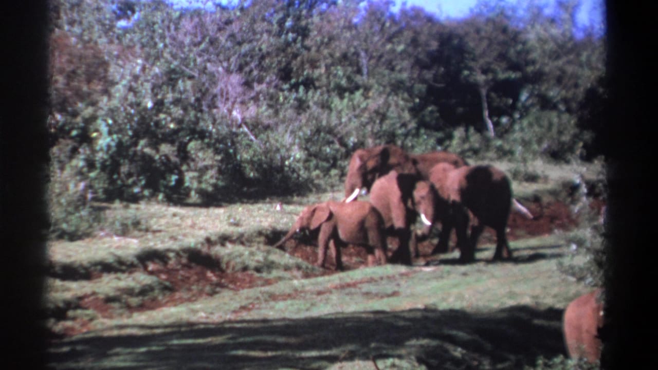 1969 Kenya home-movie frame of elephants and a calf walking near dense greenery, with dark 8mm frame edges visible.