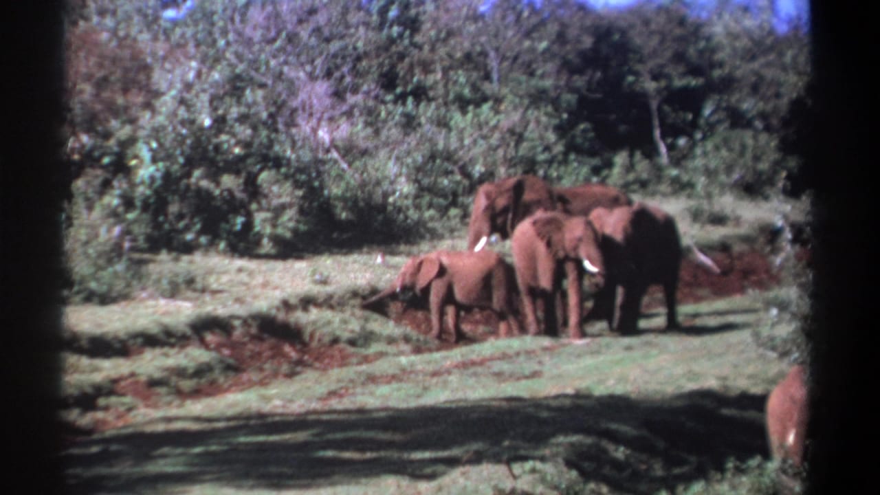 1969 Kenya 8mm frame showing elephants and a calf gathered in a sunlit savanna clearing with reddish soil and trees behind them.