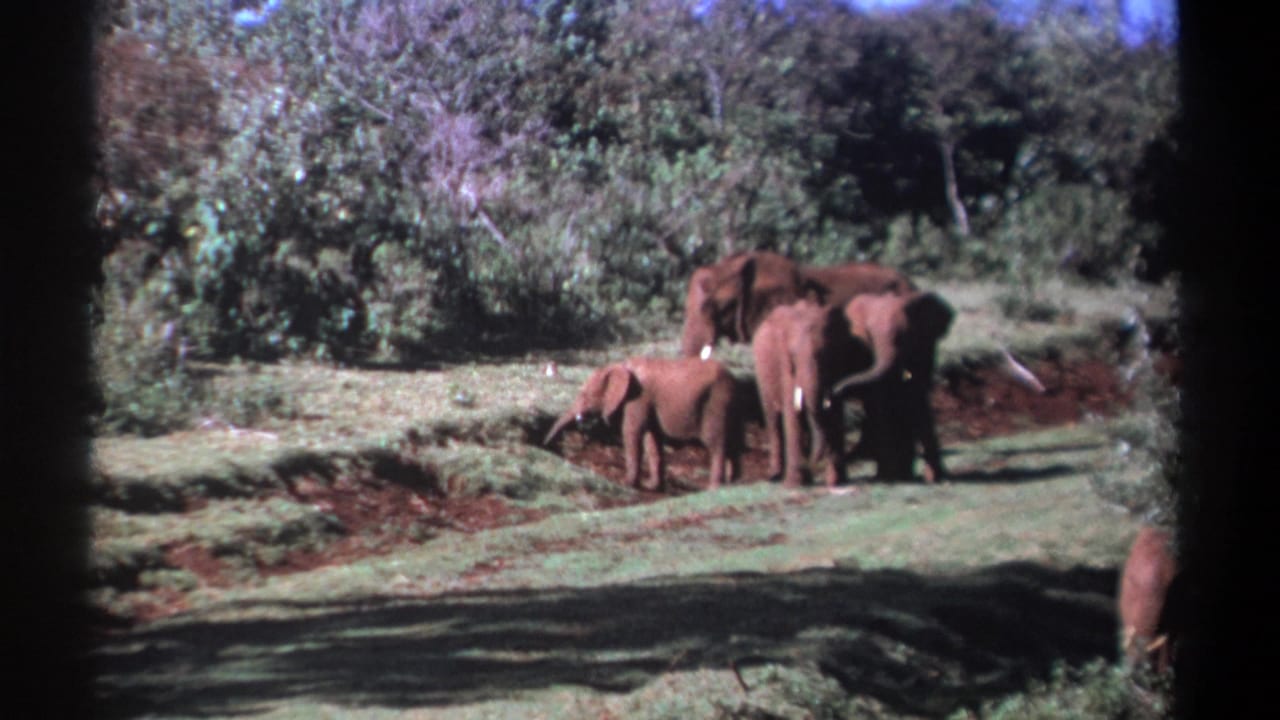1969 Kenya 8mm frame of several elephants crossing a grassy savanna opening, with a calf near the adults and trees in the background.