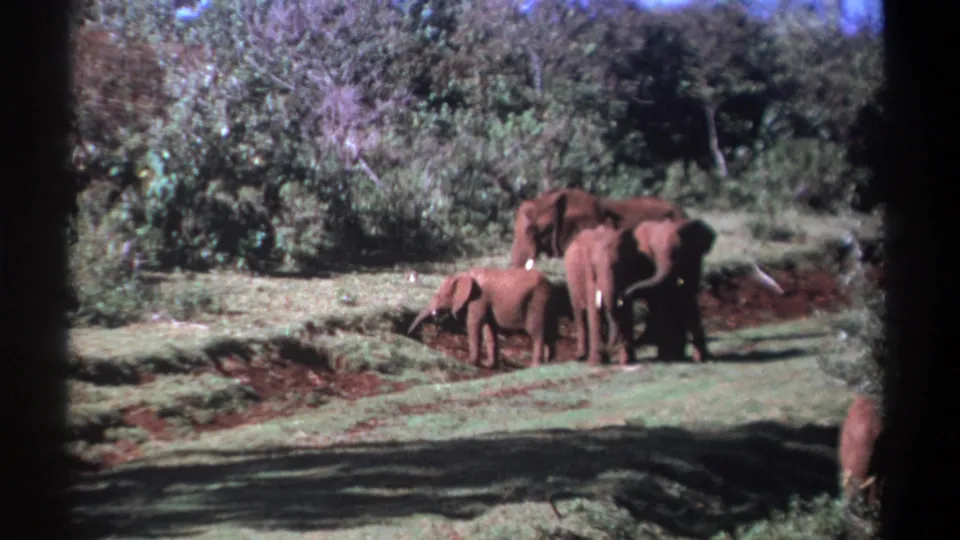 1969 Kenya 8mm frame of several elephants crossing a grassy savanna opening, with a calf near the adults and trees in the background.