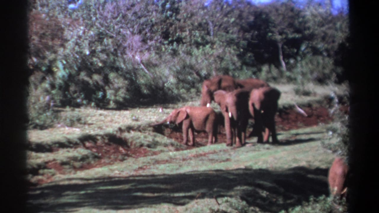 1969 Kenya 8mm frame showing a calf foraging or lowering its trunk while adult elephants stand close in a wooded savanna clearing.
