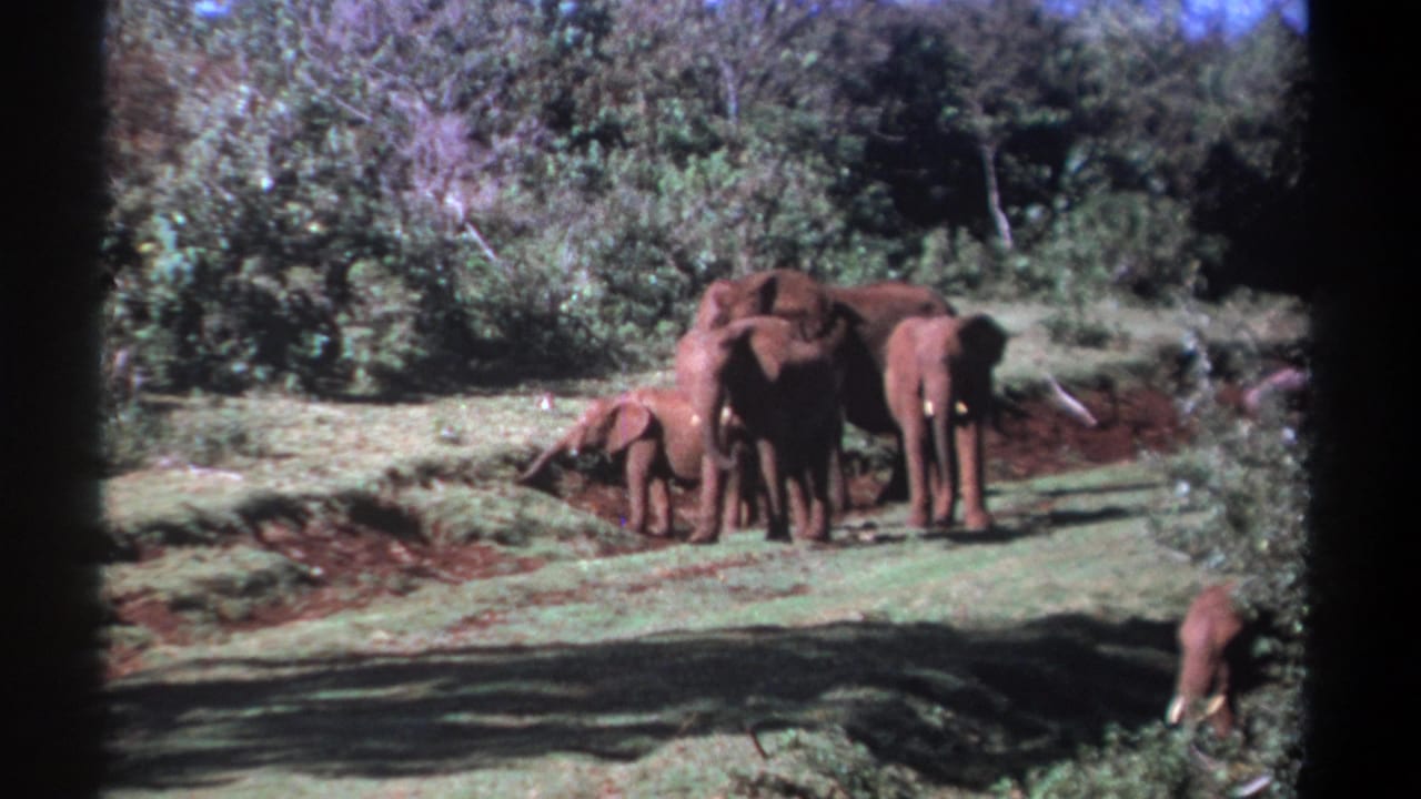 1969 Kenya 8mm frame of elephants grouped together in a grassy savanna clearing, with a calf at the side and dense vegetation behind.